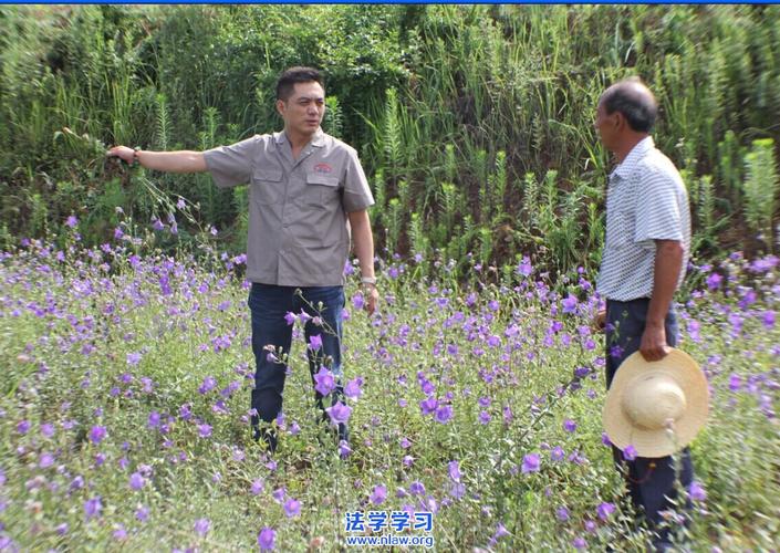 销售经理,创办过冶金辅料公司,2013年,成立西峡县向日葵中药材种植